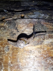 Helicarionidae