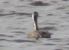 Poliocephalus poliocephalus