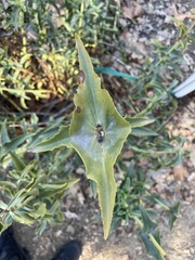 Penstemon spectabilis