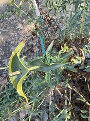 Penstemon spectabilis
