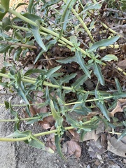 Penstemon spectabilis