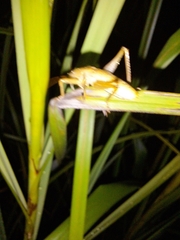 Cooloolagraecia wallum