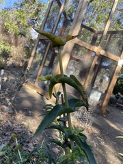 Penstemon spectabilis