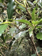 Ardisia sieboldii