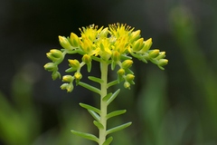 Sedum mexicanum