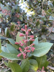 Rhus integrifolia × ovata