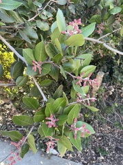 Rhus integrifolia × ovata