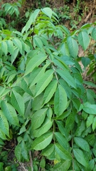 Sambucus canadensis