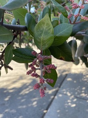 Rhus integrifolia × ovata