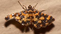 Eurrhyparodes tricoloralis