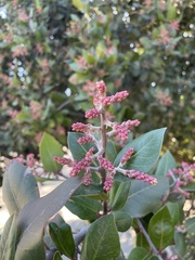 Rhus integrifolia × ovata