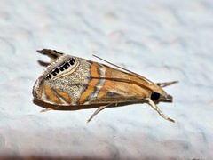 Euchromius bella