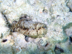 Stichopus