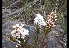 Ericaceae