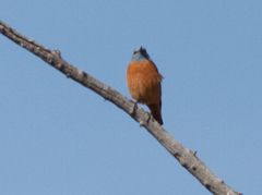 Monticola saxatilis