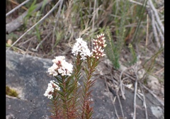 Ericaceae