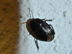 Macroscytus brunneus