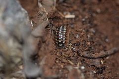 Armadillidium klugii