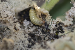 Paracorsia repandalis