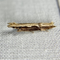 Hypatima spathota