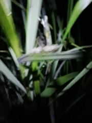 Cooloolagraecia wallum