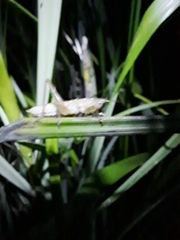 Cooloolagraecia wallum