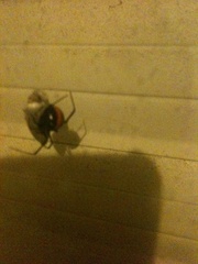 Latrodectus hasselti