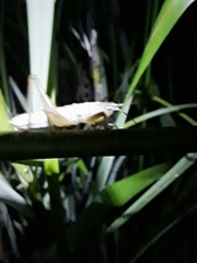 Cooloolagraecia wallum