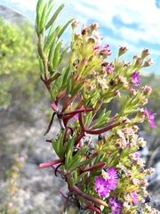 Ruschia macowanii