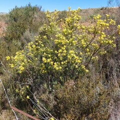 Leucadendron glaberrimum erubescens