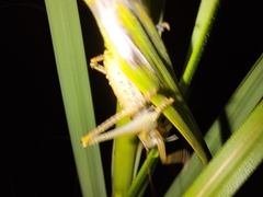 Cooloolagraecia wallum
