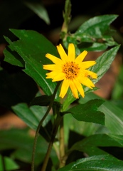 Sphagneticola trilobata