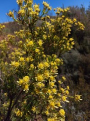 Leucadendron glaberrimum erubescens