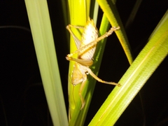 Cooloolagraecia wallum
