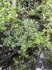 Rhizophora apiculata