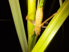 Cooloolagraecia wallum
