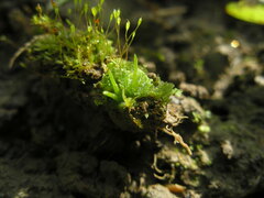 Anthoceros agrestis