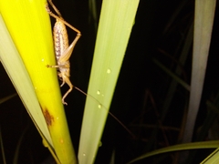 Cooloolagraecia wallum