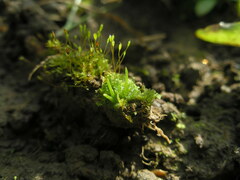 Anthoceros agrestis