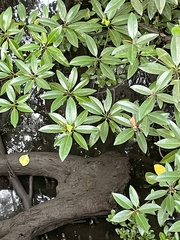 Rhizophora apiculata