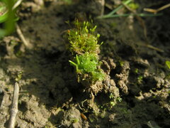 Anthoceros agrestis
