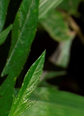 Sphagneticola trilobata