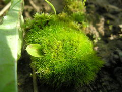 Pleuridium subulatum