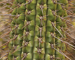 Trichocereus chiloensis