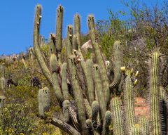 Trichocereus chiloensis