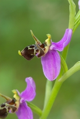 Ophrys oestrifera