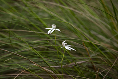 Caladenia fuscata