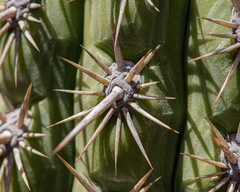 Trichocereus chiloensis