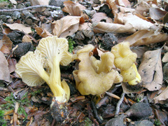 Craterellus melanoxeros