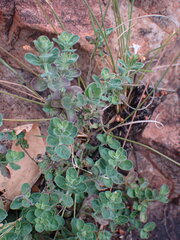 Dyschoriste setigera